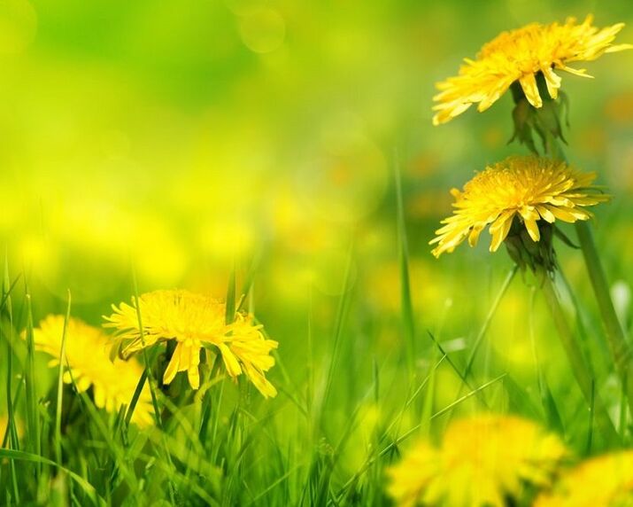 dandelion flower for the treatment of arthrosis of the knee joint