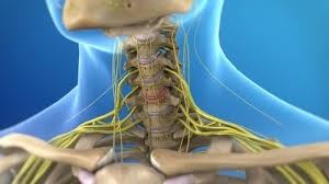 disease is accompanied by pain in the low back